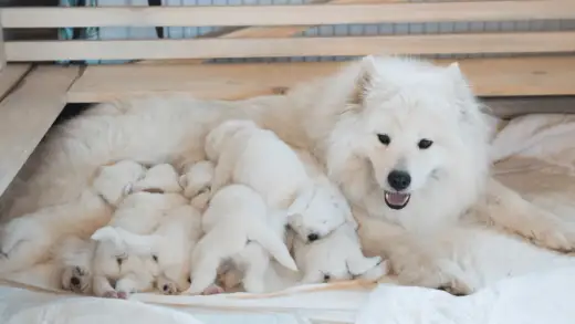 Samojed - charakter, potrzeby i szkolenie. Czy to pies dla Ciebie?