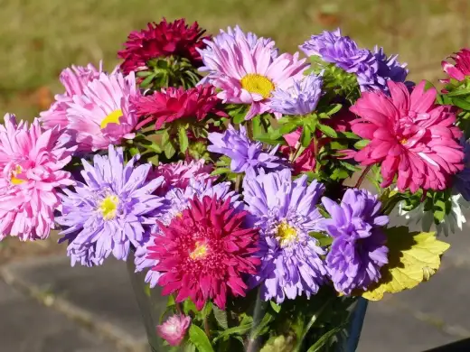 Aster chiński peoniowy - jak uprawiać, by kwitł obficie?