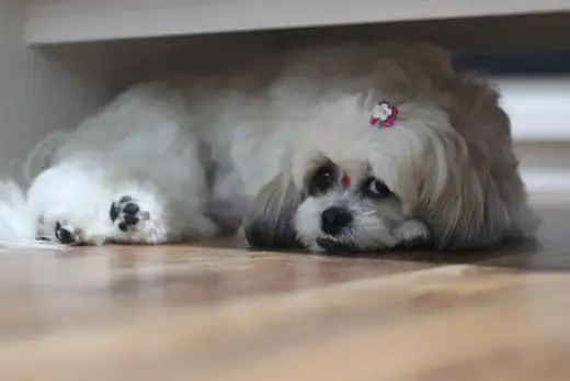 Shih tzu cena - Ile kosztuje szczeniak i realne koszty utrzymania?