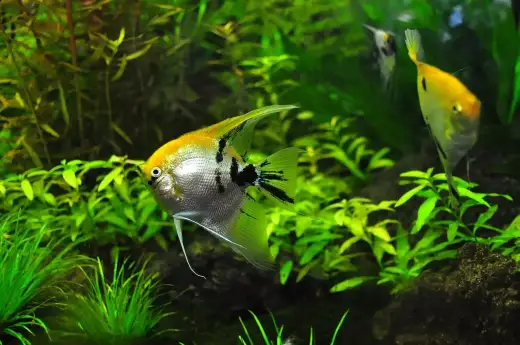 Plantes d'aquarium faciles - Le guide pour un bac réussi