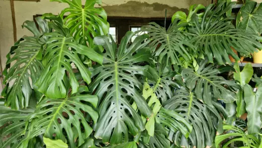 Monstera in acqua - Guida completa per una crescita perfetta