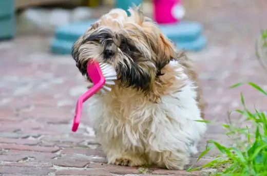 Shih tzu wady zdrowotne - jak dbać o oczy, zęby i oddech psa?