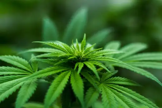 Grow Box 150x150x200 - La Misura Perfetta per Casa?