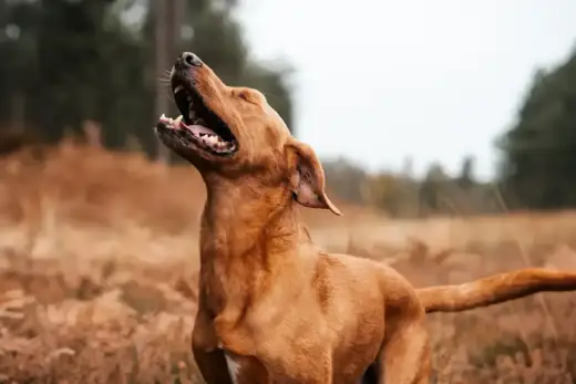 Pies na lwy - jak naprawdę pracował Rhodesian Ridgeback?