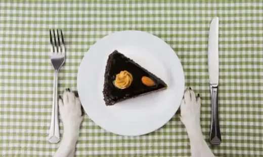 Czy pies może jeść cukier? Dowiedz się, dlaczego to niebezpieczne