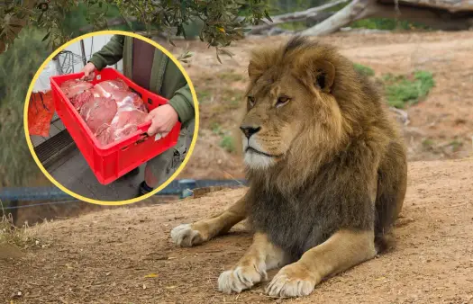 Ile zarabia opiekun w zoo - stawki, obowiązki, ścieżka kariery