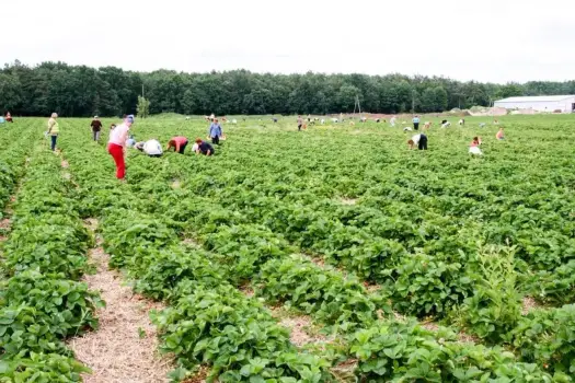 Rolnik pracodawca - Jak zatrudnić pracownika? Pełny poradnik