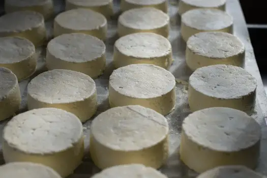 Ricotta w kuchni włoskiej - Jak jej używać bez błędów?