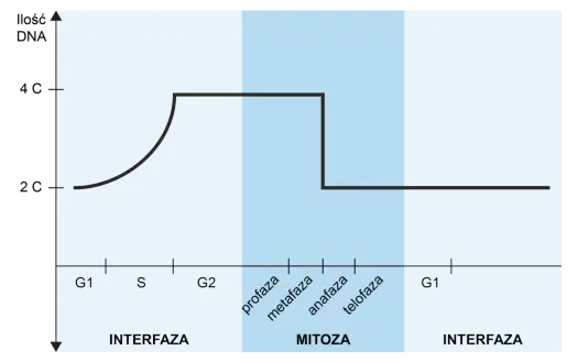 Mitoza i mejoza - jak ich nie pomylić? Poznaj kluczowe różnice