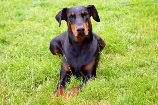 Doberman naturalne uszy: Prawo, wygląd i wybór hodowli