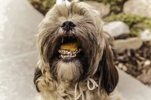 Mieszaniec Shih Tzu z kundelkiem: Czego się spodziewać?