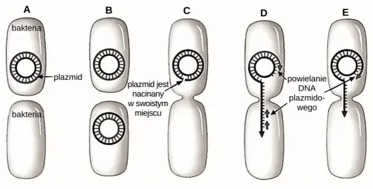 Koniugacja w biologii - Jak działa i dlaczego nie jest rozmnażaniem?