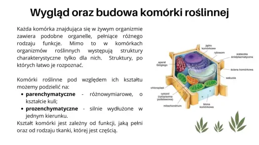 Komórka roślinna i zwierzęca - Jak je odróżnić bez pomyłek?