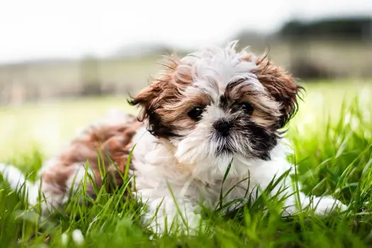 Shorkie: Przewodnik po hybrydzie Yorka i Shih Tzu charakter, pielęgnacja, cena