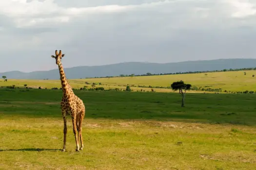 Kenia - Jak zaplanować udany wyjazd? Przewodnik krok po kroku