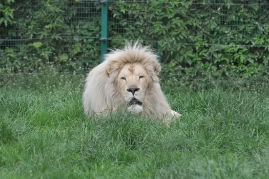 Zoo Safari Świerkocin - Dlaczego zamknięte? Prawda i plan B