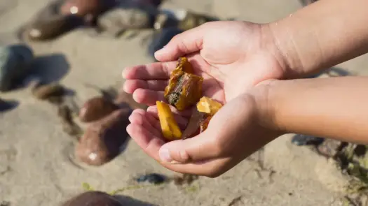 Jak znaleźć bursztyn na plaży? Skuteczne wskazówki i sekrety