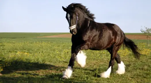 Polski Koń Zimnokrwisty: Łagodny gigant? Cena, hodowla, porady