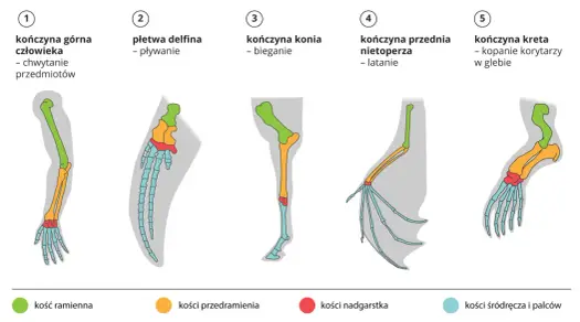 Ewolucjonizm w biologii - jak działa i skąd mamy dowody?