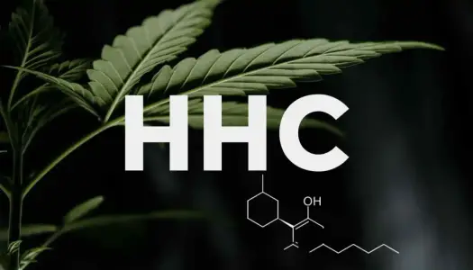 HHC - Co to jest? Ryzyko, prawo, bezpieczeństwo. Sprawdź!