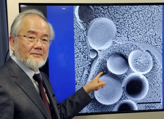 Nobel za autofagię - co odkrył Yoshinori Ohsumi?