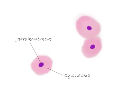 Tkanki zwierzęce - Jak skutecznie łączyć budowę z funkcją?