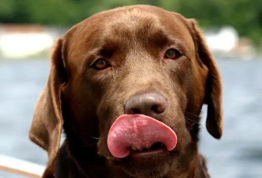 Czy psy czują łaskotki? Odpowiedź, reakcje i sygnały psa