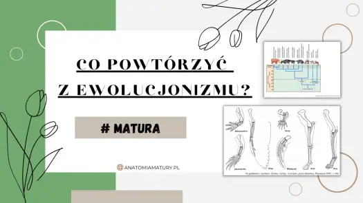 Ewolucja w Biologii - Co To Jest i Jak Działa?