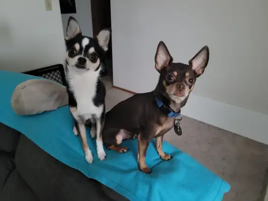 Ratlerek vs Chihuahua: Którego psa wybrać? Porównanie