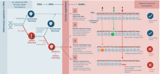 Biologia molekularna - Jak odczytać instrukcję działania komórki?