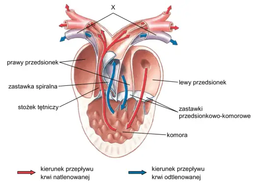 Budowa serca - Jak naprawdę działa ten precyzyjny mechanizm?