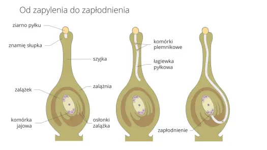 Budowa kwiatu - Dlaczego płatki to nie wszystko? Poznaj schemat