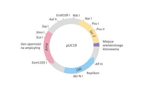 Wektor w biologii - Nośnik chorób czy DNA? Poznaj różnice
