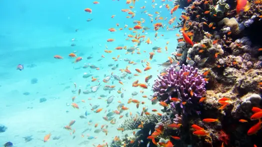 Utopia w Egipcie - snorkeling, plaża i praktyczne wskazówki