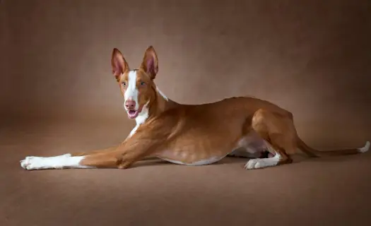 Podenco z Ibizy: Jak wybrać hodowlę i szczeniaka w Polsce?