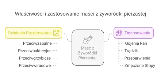 Maść z żyworódki - kiedy pomaga, a kiedy lepiej jej nie używać
