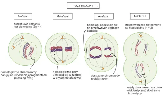 Gdzie zachodzi mejoza - Dlaczego nie zachodzi w komórkach ciała?