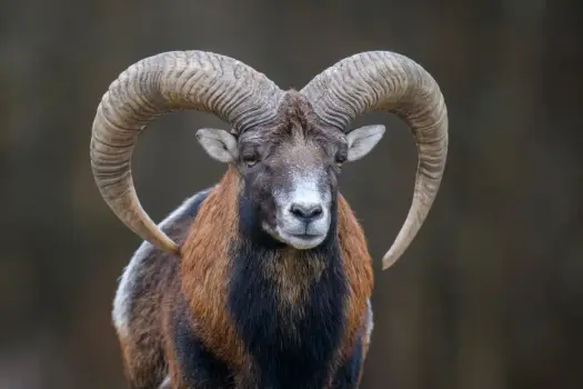 4 stycznia znak zodiaku - Koziorożec. Co to dla Ciebie znaczy?