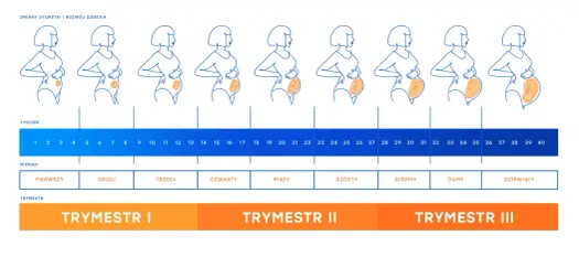 12. tydzień ciąży - który to miesiąc i trymestr?