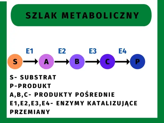 Szlaki metaboliczne - Jak je zrozumieć i odróżnić na sprawdzianie?