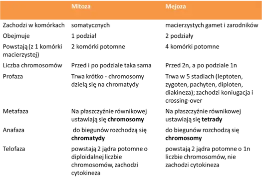 Mitoza a mejoza - Jakie są różnice i jak ich nie pomylić?