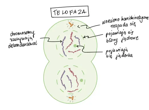Mitoza krok po kroku - Jak zrozumieć fazy i uniknąć pomyłek?