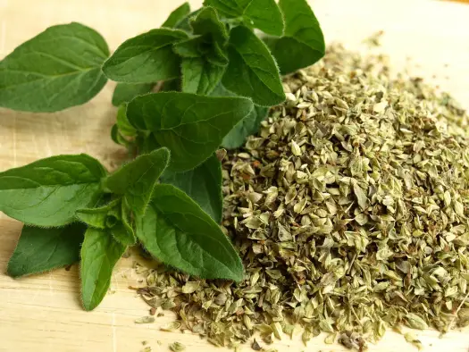 Jak rozpoznać oregano? Kluczowe cechy i porównanie z majerankiem