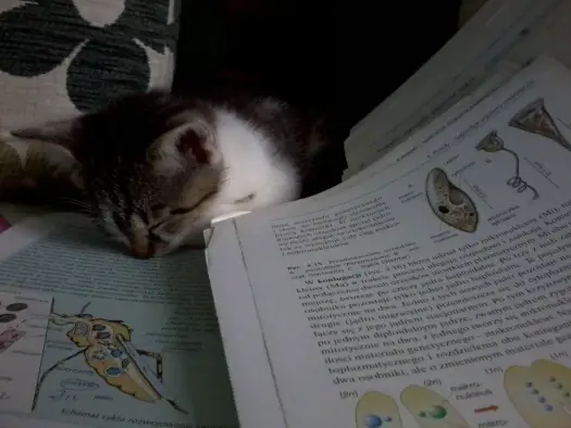 Książka do biologii maturalnej - Dlaczego sama teoria to za mało?