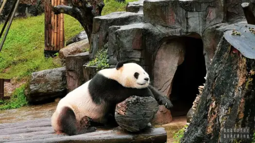 Pandy w zoo – gdzie je zobaczyć i jak zaplanować wizytę?