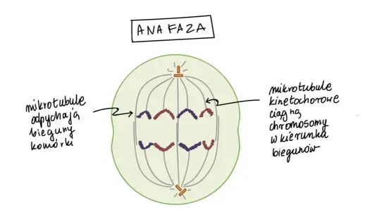 Liczba chromosomów po mitozie - Jak nie popełnić błędu w liczeniu?