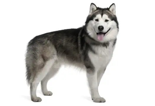 Alaskan Malamute vs Husky: Kluczowe Różnice i Wybór Psa
