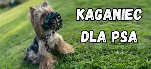 Kaganiec dla boksera: Jaki wybrać? Poradnik krok po kroku