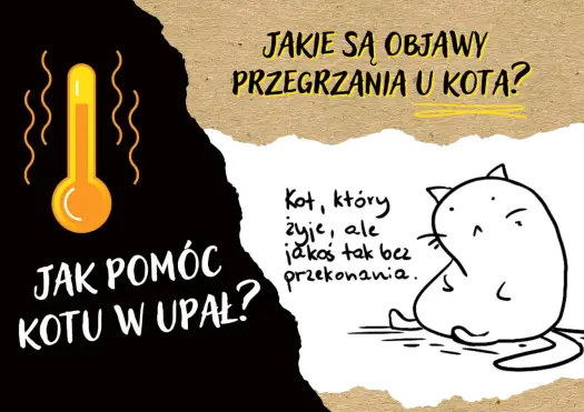 Czy koty się pocą? Jak pomóc kotu przetrwać upał?