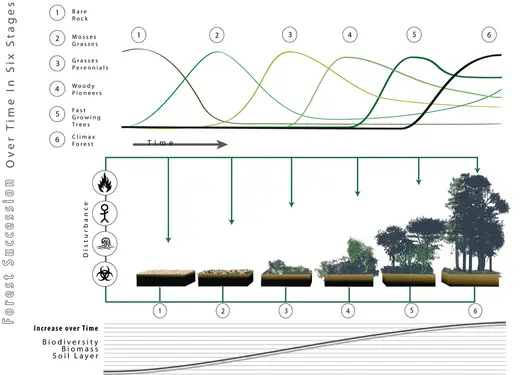 Sukcesja ekologiczna - Jak natura sama odbudowuje życie?